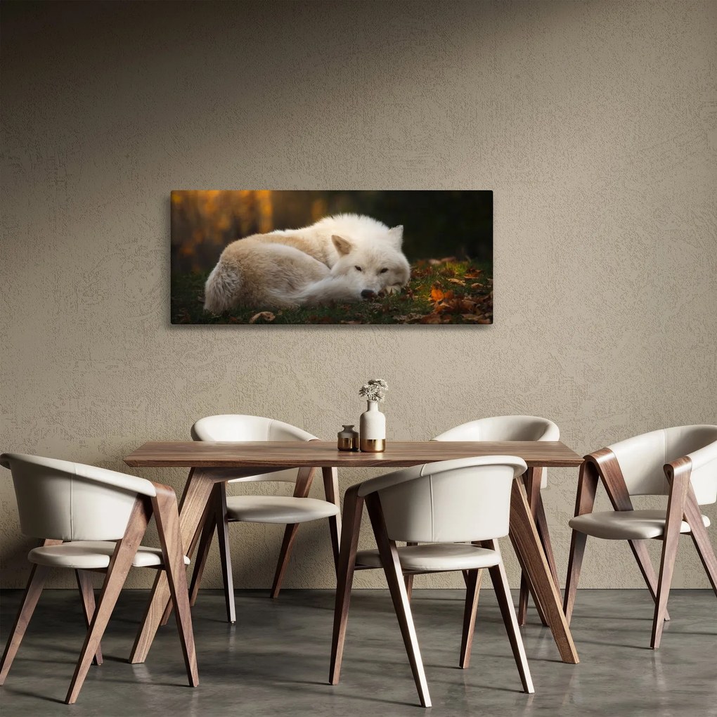 Kép - Pihenő farkas (120x50 cm)
