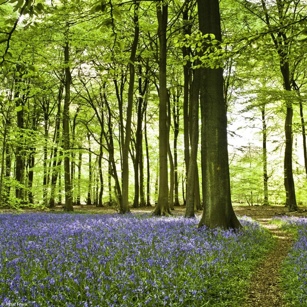 Poszter 20x20cm Tavaszi kékek az erdő alját borítják, Assaf Frank