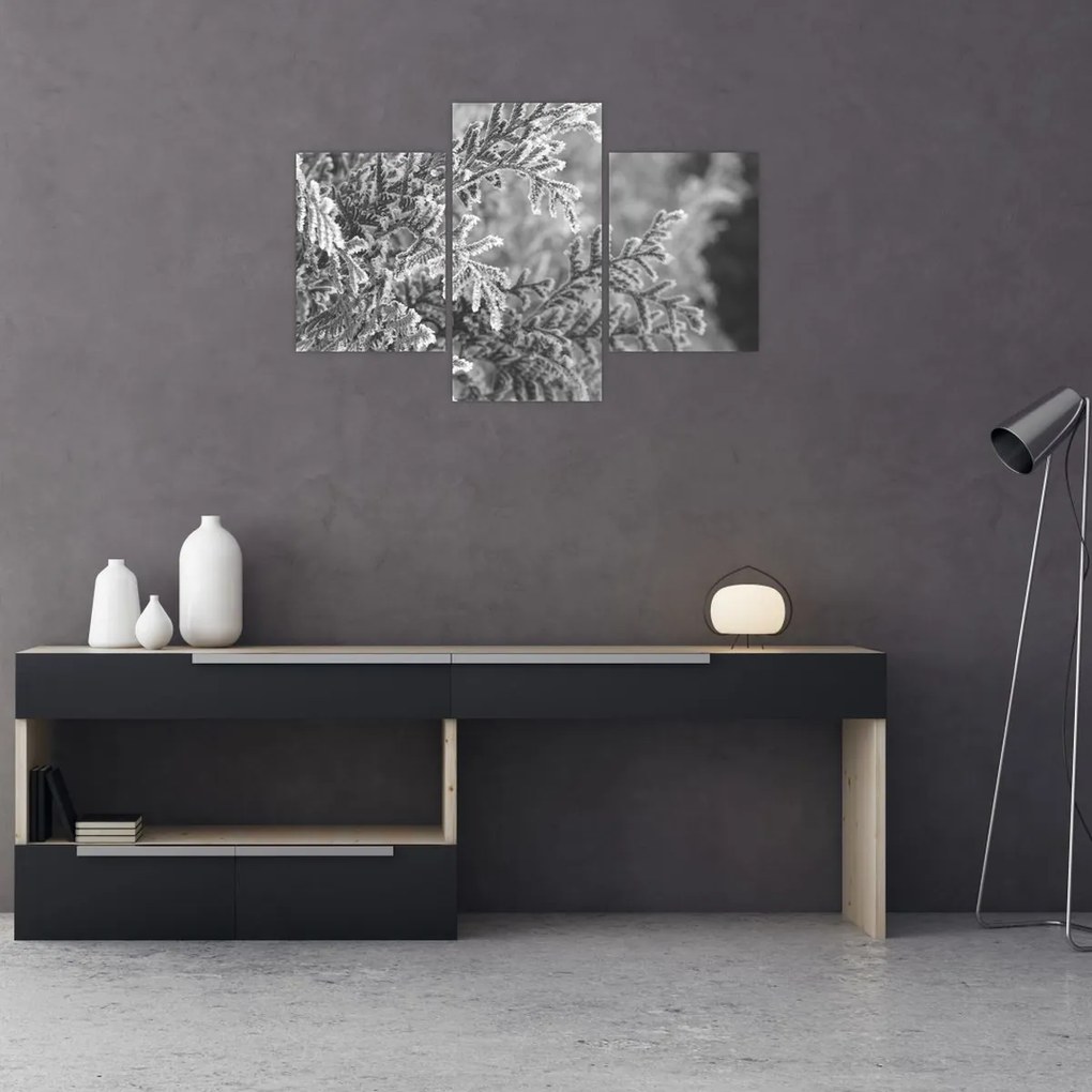 Kép - Lucfenyő erdő (90x60 cm)