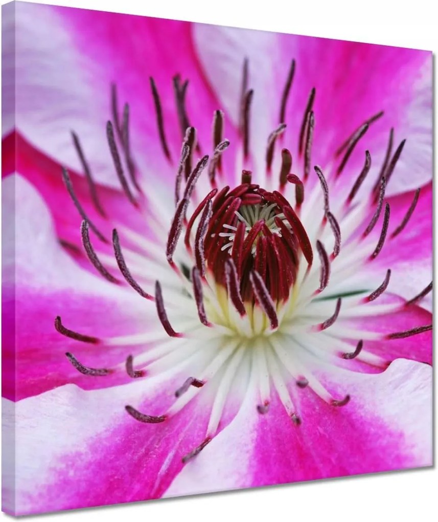 Vászonkép 30x30 Fehér-lila szirmok