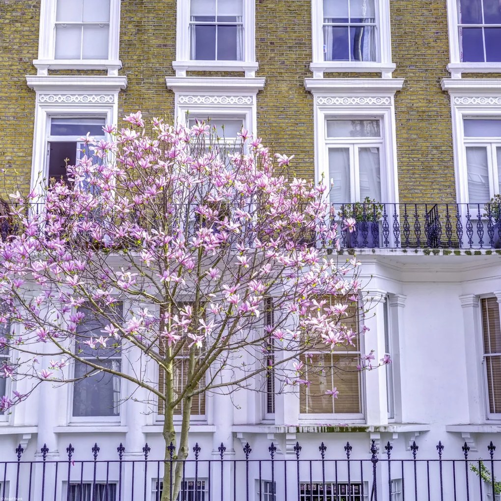 Poszter 40x40cm Magnóliafa a londoni ház előtt, Assaf Frank