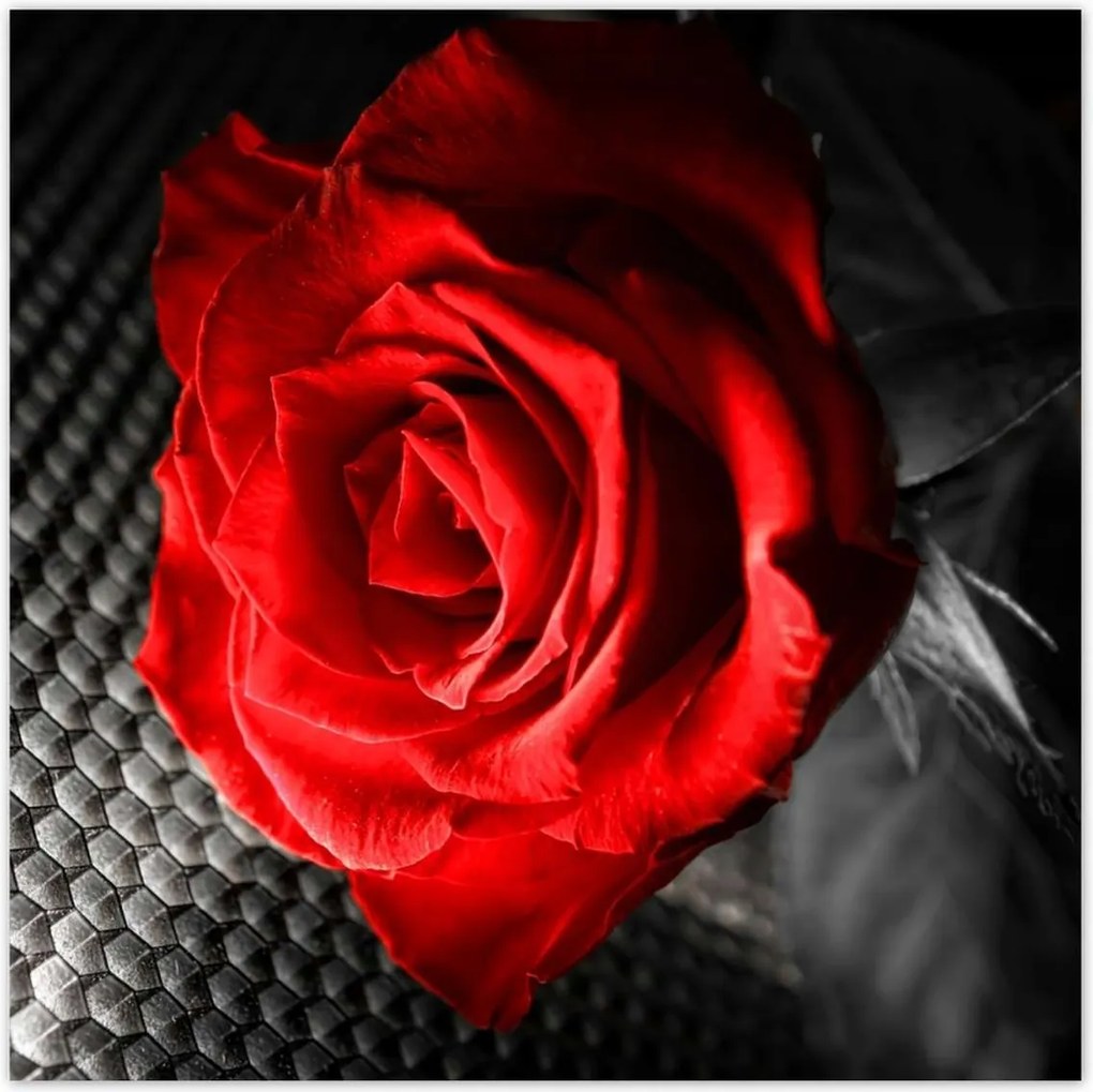 Poszterek 70x70 Piros a szürke között