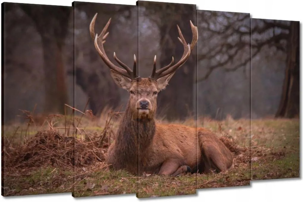 Vászonkép 150x95 Szarvas felszarvazott