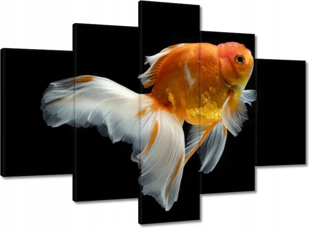 Képek 150x105 Gyönyörű aranyhal fátyol