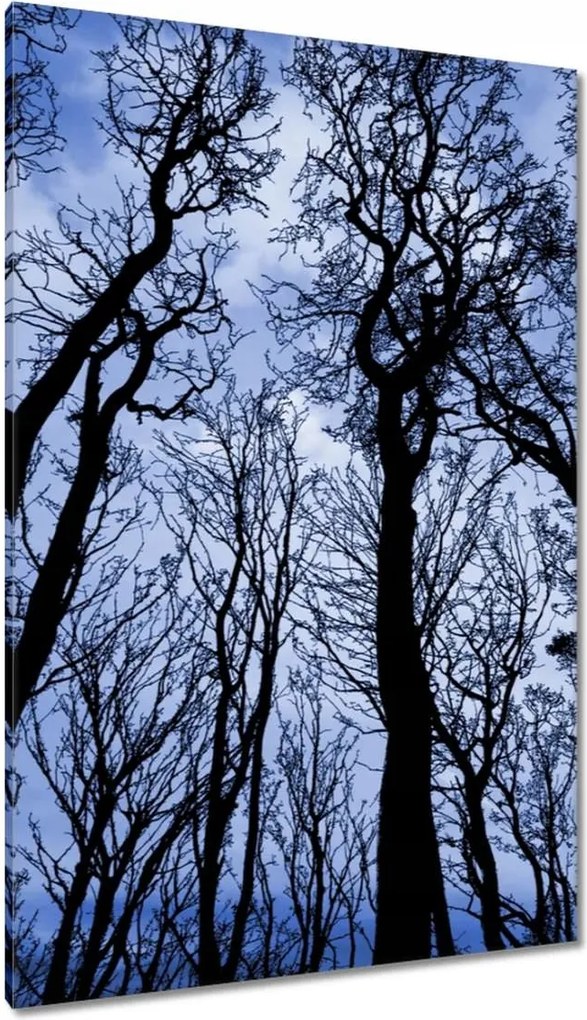 Vászonkép 80x120 Erdő Fák Kilátás alulról