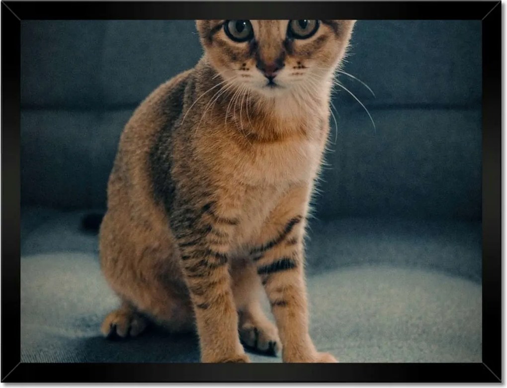 Poszterek keretben 40x30 Cica Cicák