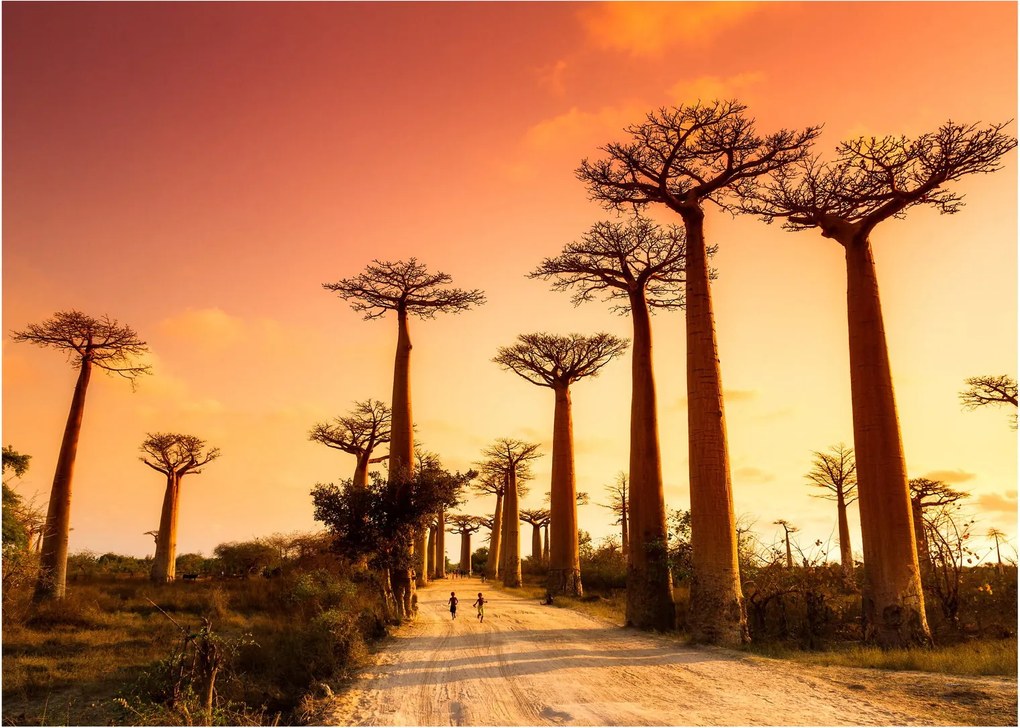 Kép - Naplemente a Baobab Alley-ben (70x50 cm)