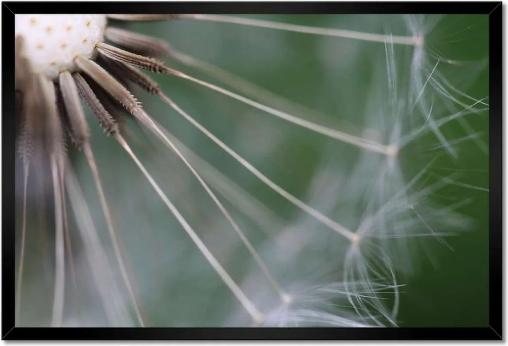 Poszterek keretben 60x40 Pitypang Virág Virágok