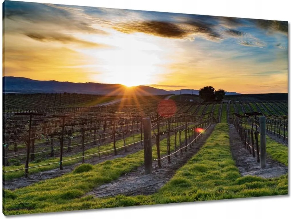 Festmények 120x80 Borászat Tájkép