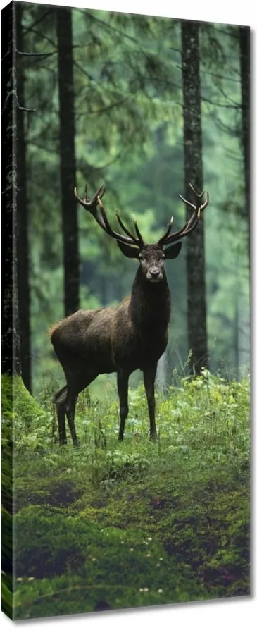 Vászonkép 40x100 Szarvas az erdő közepén