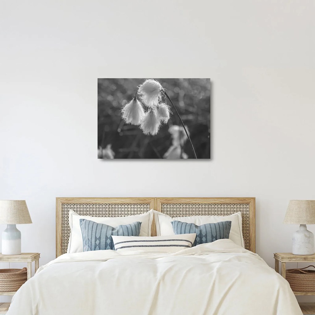 Üveg kép - Cottongrass (70x50 cm)