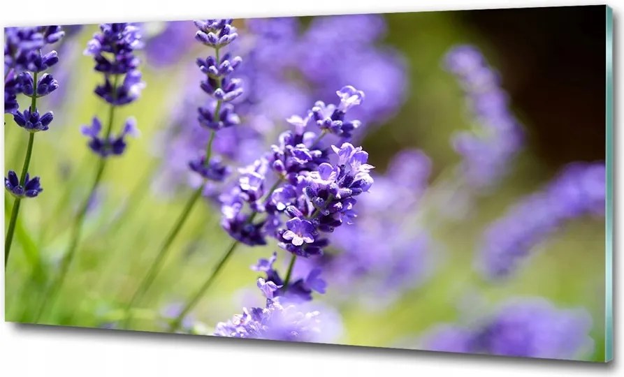 Fotó üvegkép Pitypang magok 100x70