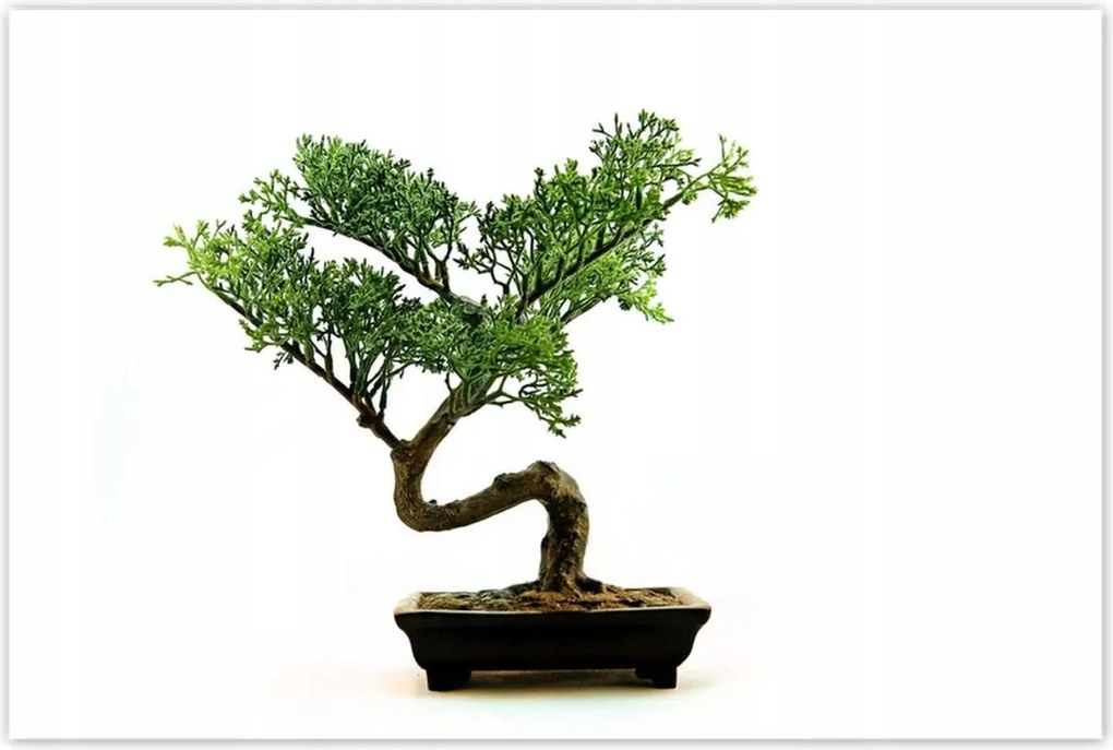 Poszterek 120x80 Bonzai fa