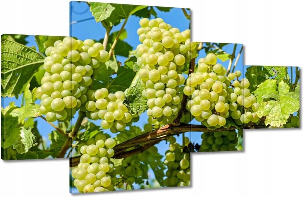 Vászonkép 130x80 Zöld szőlő