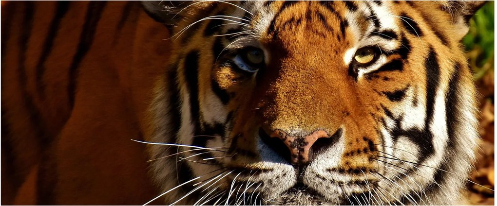 Tigris képe (120x50 cm)