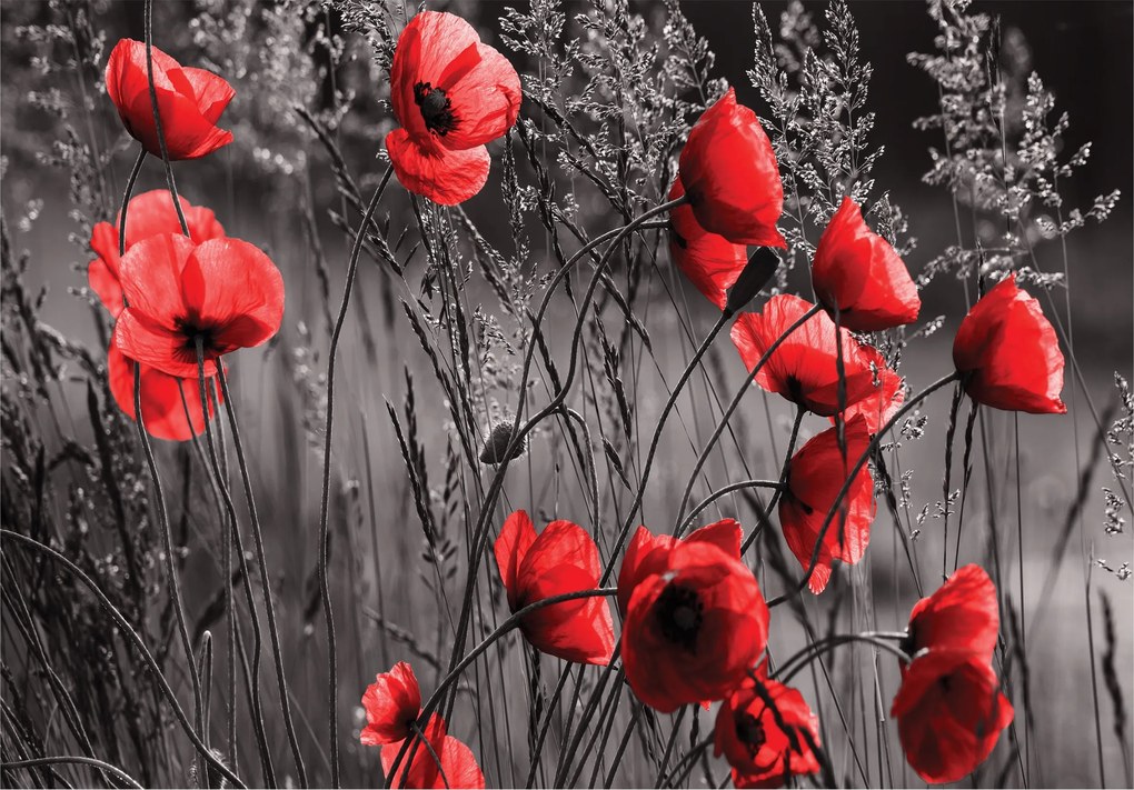 Fotótapéta Mezei Virágok Piros Pipacsok Mező 208x146