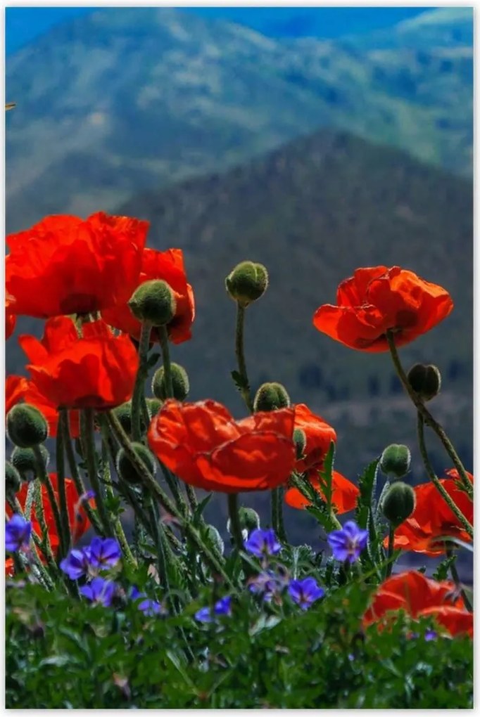 Poszterek 80x120 Piros pipacs Virágok