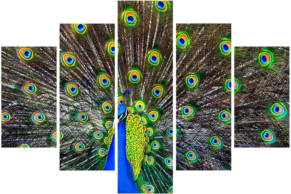 Kép - Páva (150x105 cm)