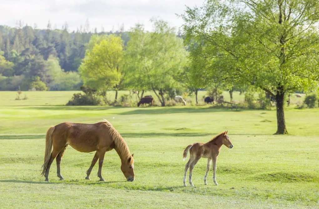 Poszter 91,5x60cm Ló és csikó, Assaf Frank