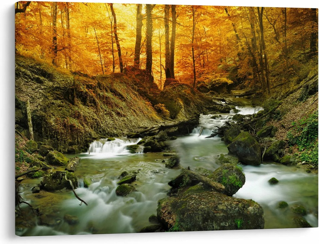Kép - Erdő (70x50 cm)