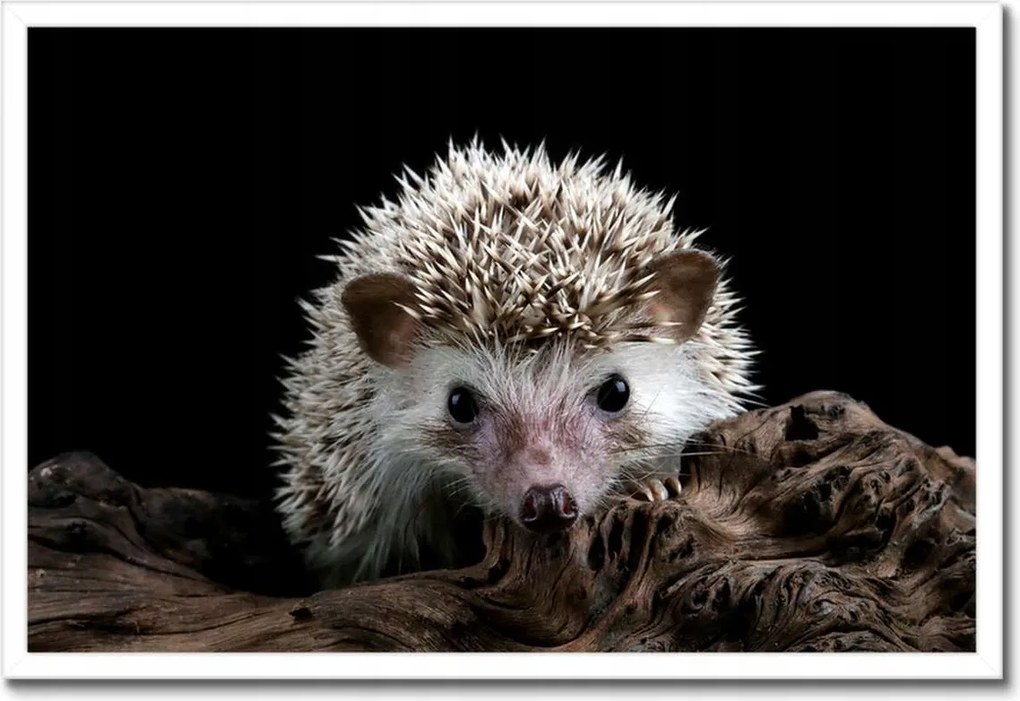 Poszterek keretben 60x40 Okos sündisznó az ágon