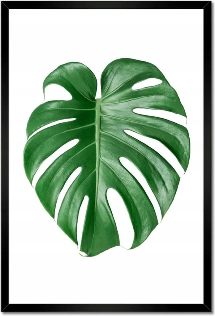 Poszter keretben 40x60 Monstera lyukas levél