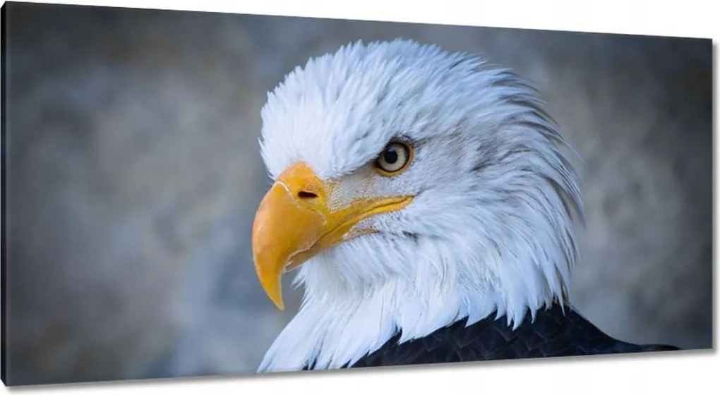 Vászonkép 115x55 Sas szeme Csőr