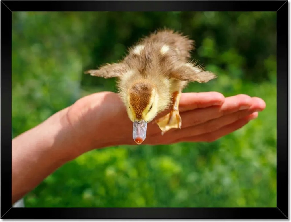 Poszterek keretben 40x30 Kacsa