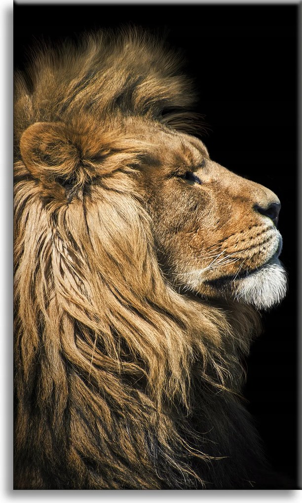 Vászonkép Oroszlán portré Oldal Vadság Természet 50x70 cm