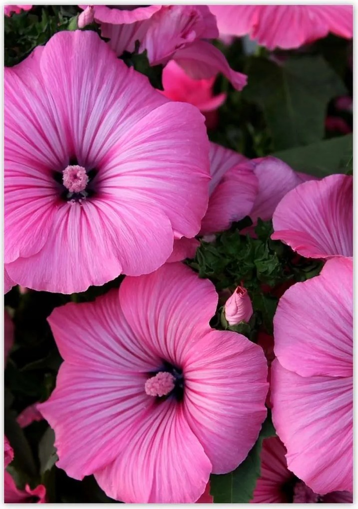 Poszterek 70x100 Lila virágok