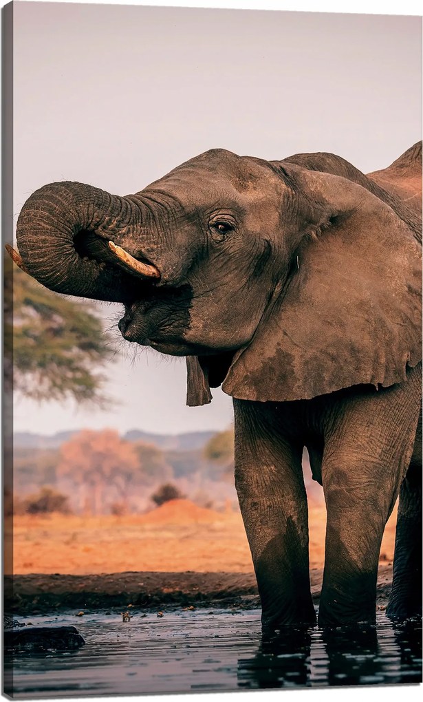 Vászonkép Elefántok a vízben Afrika Természet 60x100 cm Ideális ajándék