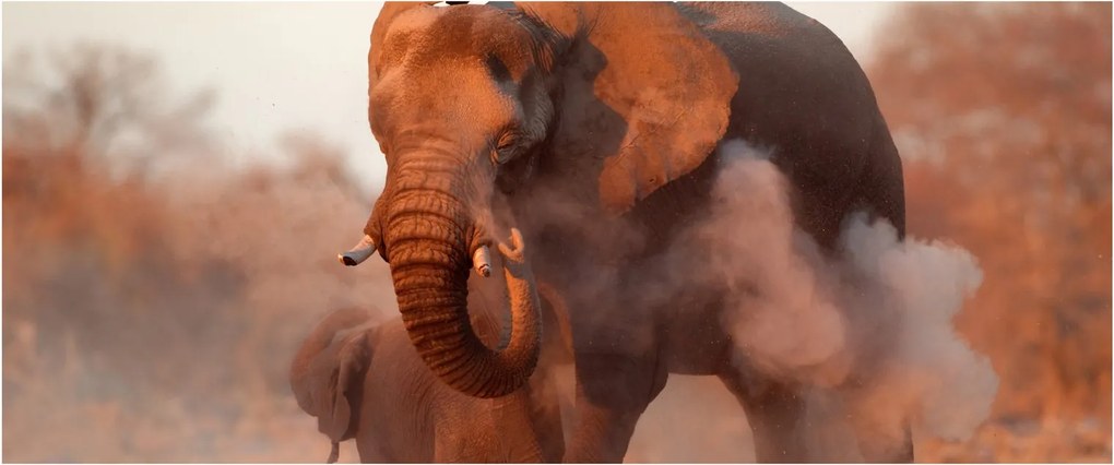 Kép - Nagy afrikai elefánt (120x50 cm)