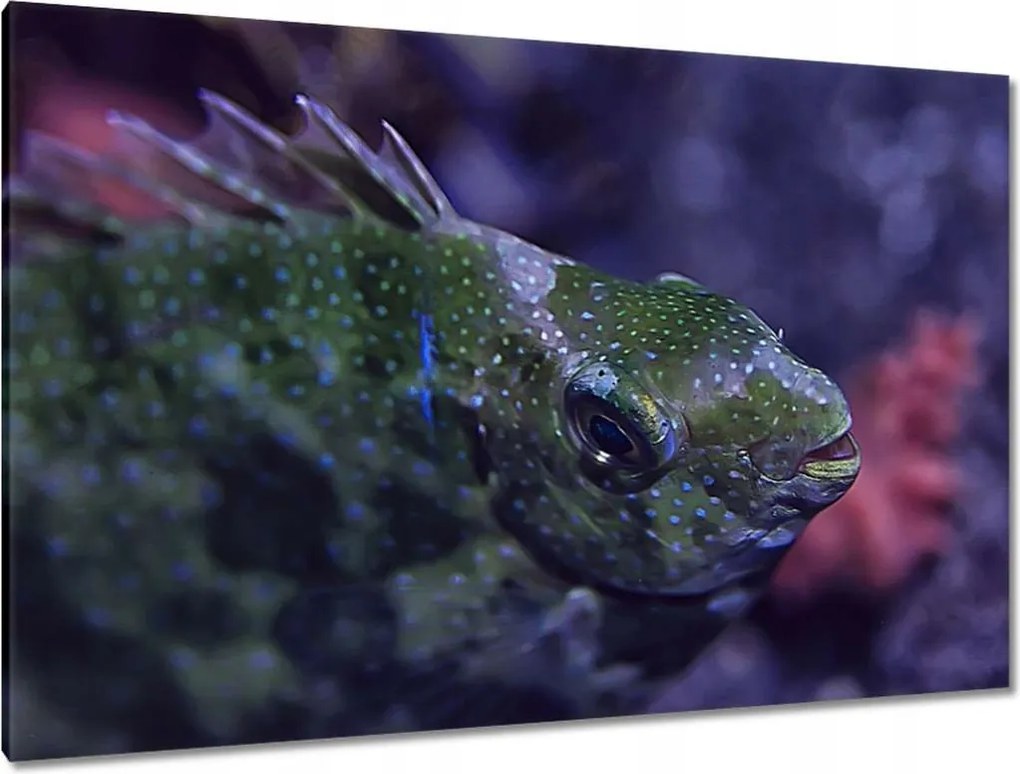 Festmények 120x80 Tengeri vízi ökoszisztéma