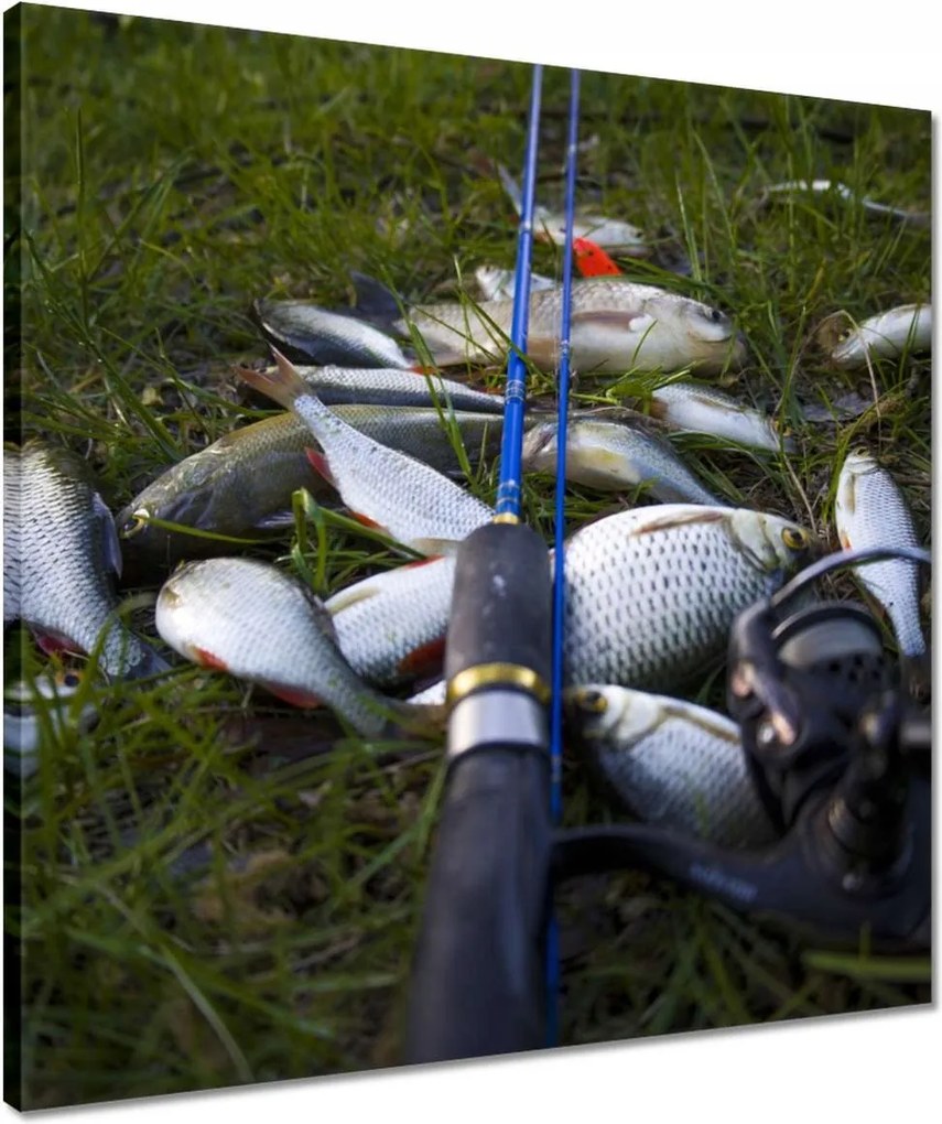 Vászonkép 50x50 Kis halak a fűben