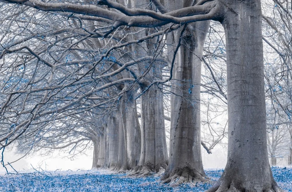 Poszter 86,4x56,8cm Fák egy sorban Kék levelek, Assaf Frank