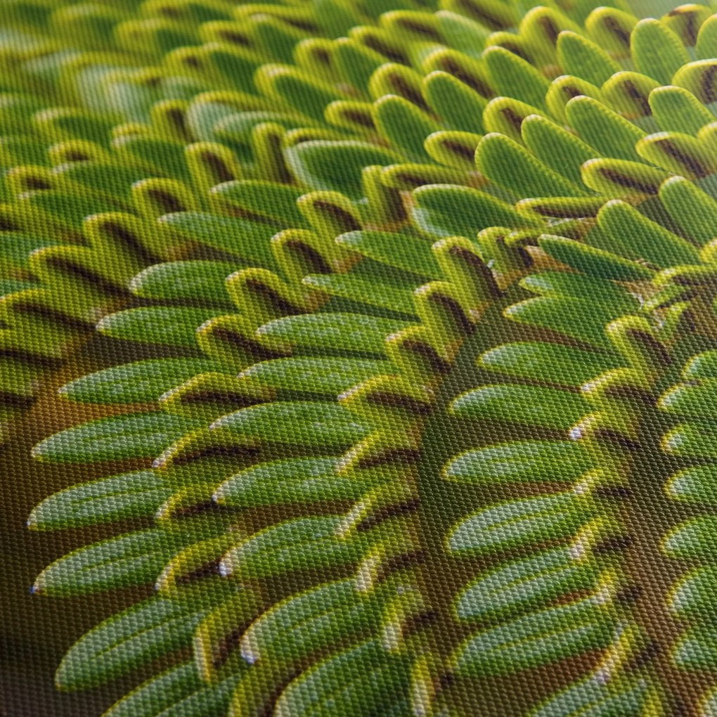 Kép - Fern (90x60 cm)