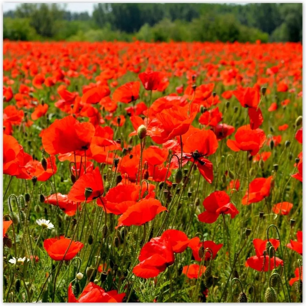 Poszterek 100x100 Pipacsok tengere