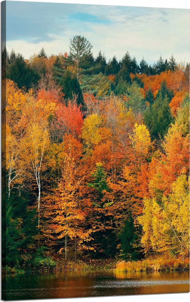 Vászonkép Színes Levelek Fák Ősz Természet 50x80 cm