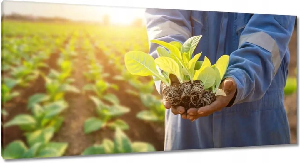 Vászonkép 115x55 Növénypalánták a mezőn