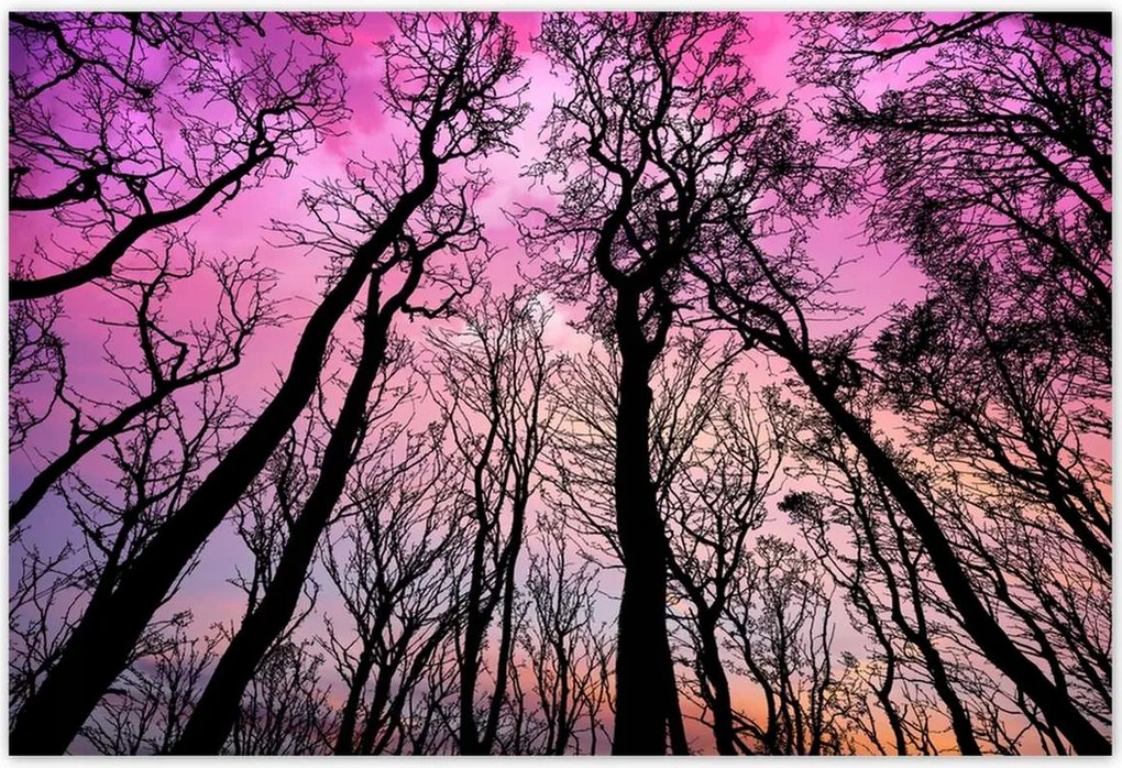 Poszterek 200x135 Erdő Fák Kilátás alulról