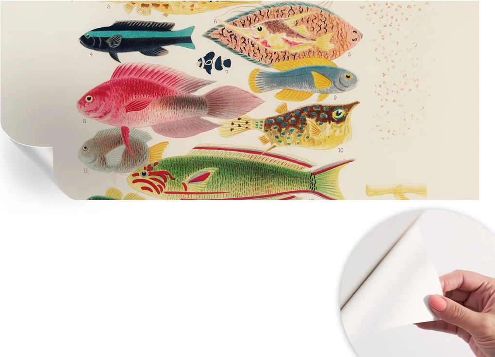 Öntapadós Dekoratív Fotótapéta Hálószobába Színes halak 250x104 cm