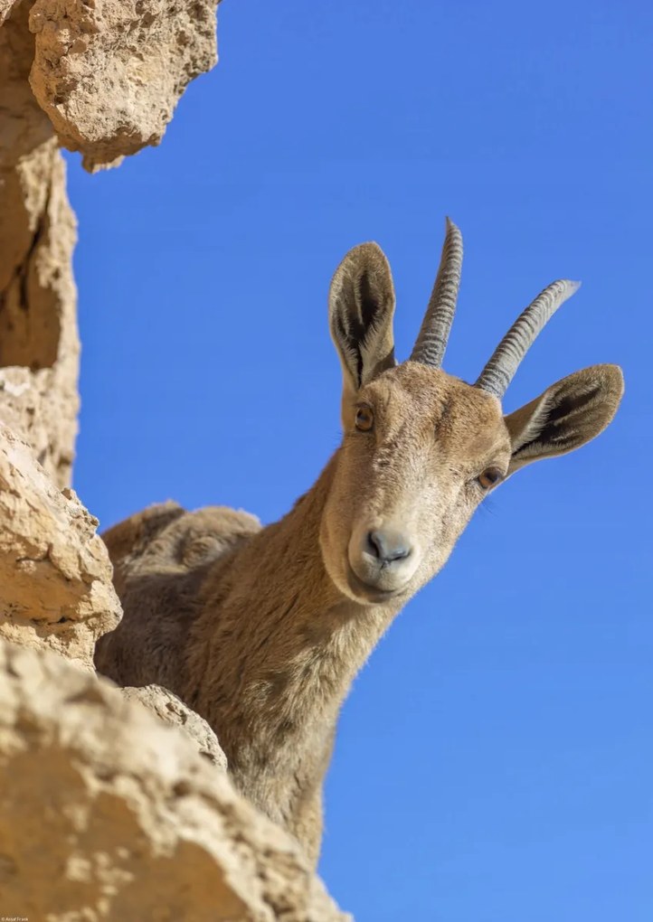 Poszter 42x59,4cm Ibex Nubiana 2, Assaf Frank