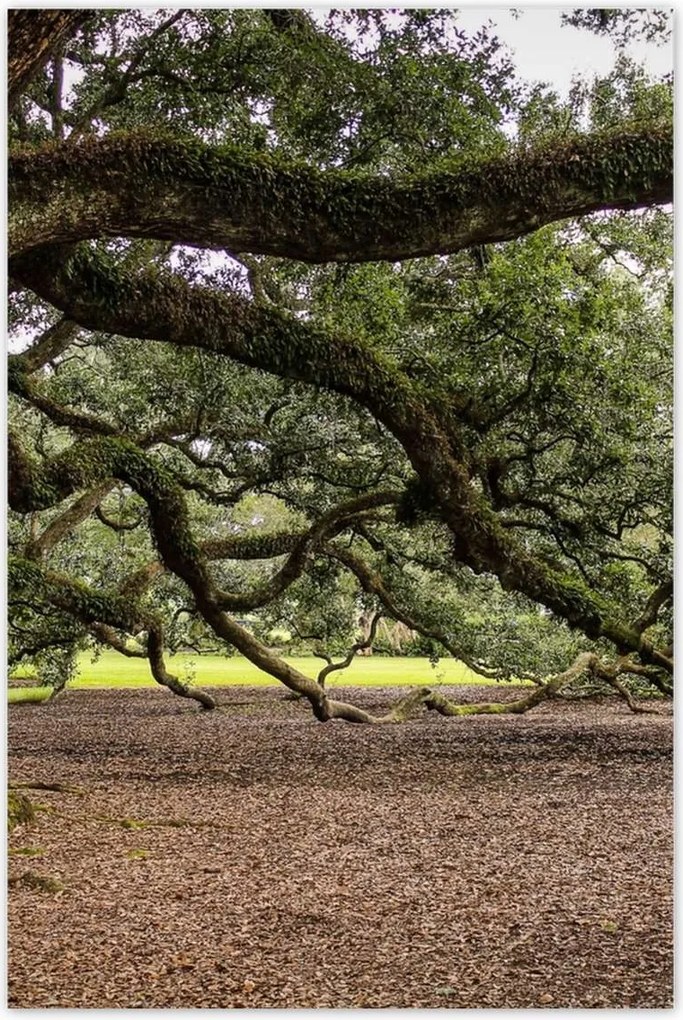 Poszter 60x90 Szétnyitható tölgy