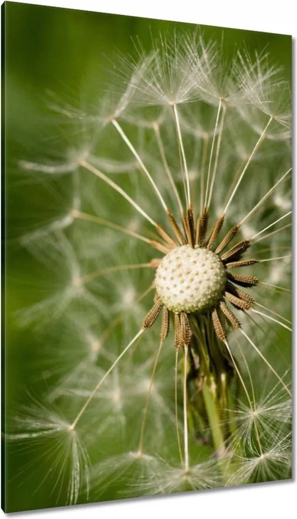 Vászonkép 80x120 Pitypang Virág Virágok