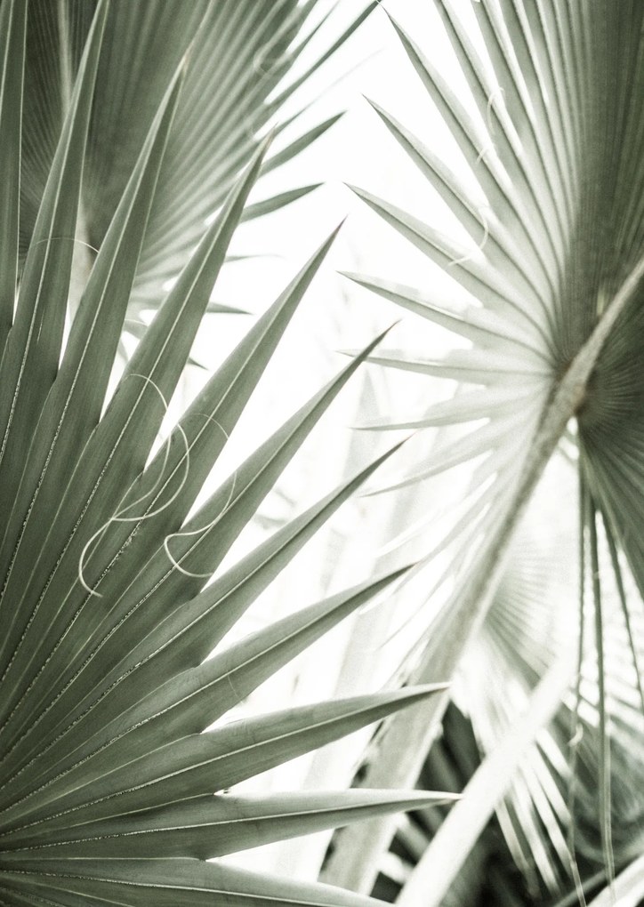 Palm Leaf poszter - 60x80 cm, Fa fehér keret
