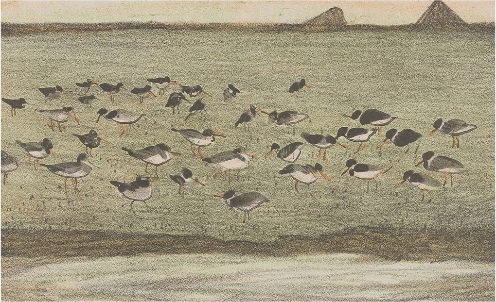 Fotótapéta Dekoratív Fali Tapéta Madár nyugalom képek 416x254