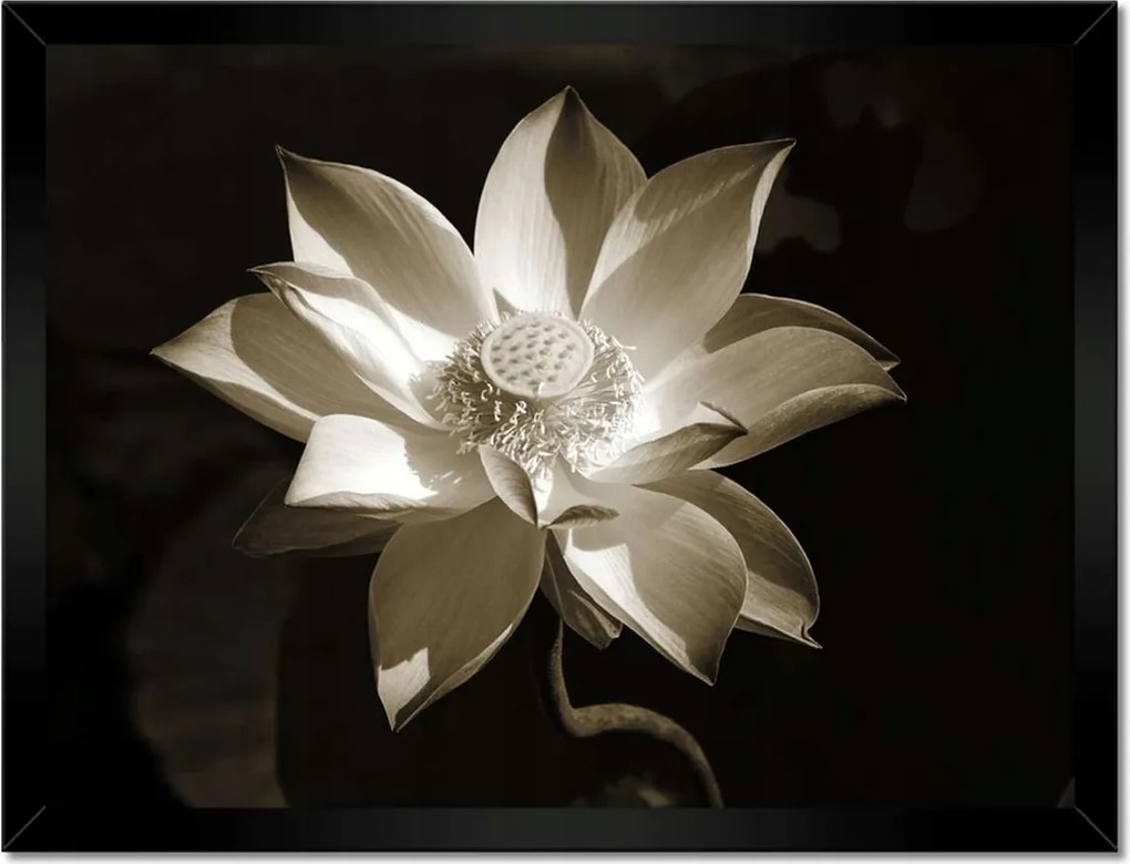 Poszterek keretben 40x30 Lótuszvirág