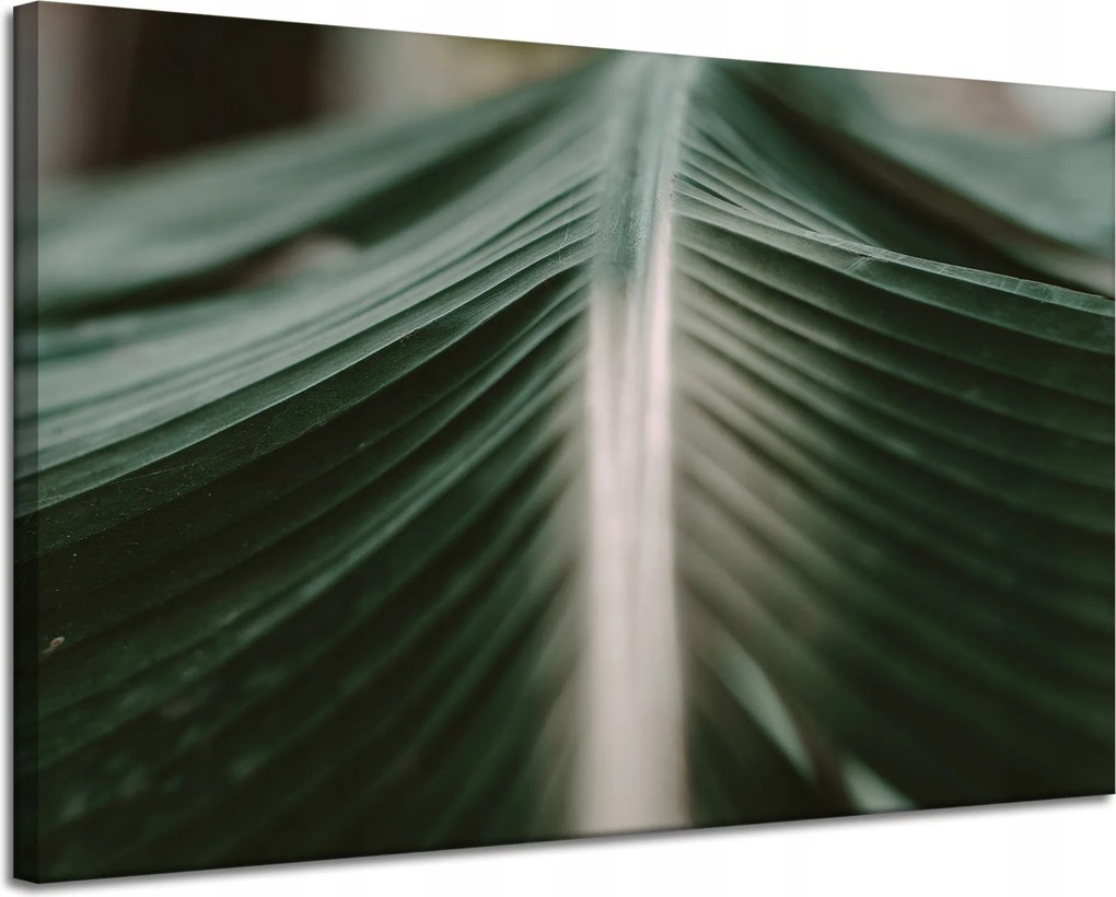 Vászonkép Természet Pálmalevél 120x80