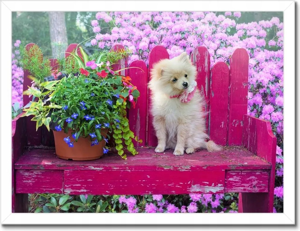 Poszterek keretben 40x30 Kutya Kutyák