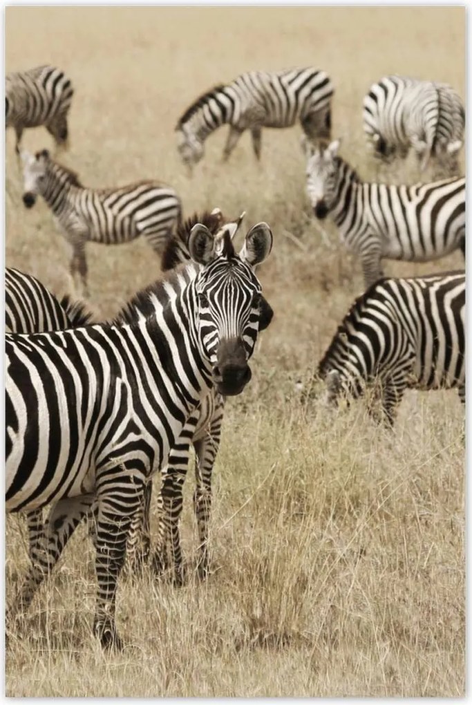 Poszterek 80x120 Zebrák a szavannán